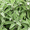 Salvia Candelabrum