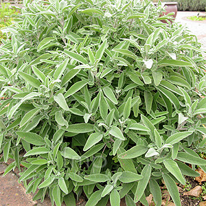 Salvia Candelabrum - Salvia