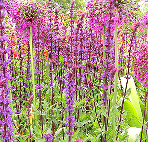 Salvia Nemerosa 'Caradonna'