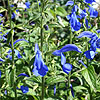 Salvia Patens - Chilcombe