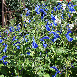 Salvia Patens 'Chilcombe' - Gentian Sage