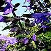 Salvia Guaranitica - Black and Blue