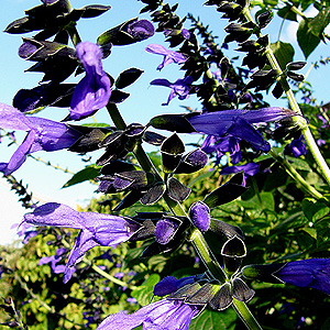 Salvia Guaranitica 'Black and Blue' - Giant Sage
