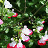 Salvia X Jamensis - Hot Lips