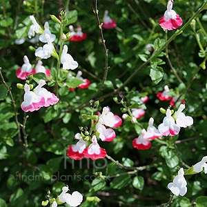 Salvia X Jamensis 'Hot Lips' - Salvia