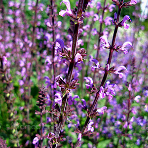 Salvia 'Khaleghi' - Sage