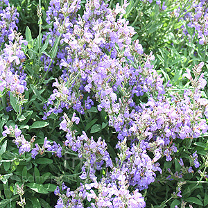 Salvia Lavandulifolia - Salvia