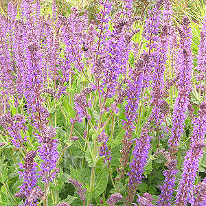 Salvia X Sylvestris 'Mainacht' - Sage