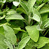 Salvia Officinalis - Albiflorus