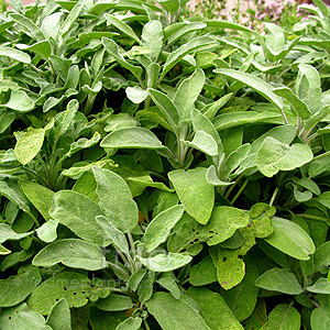 Salvia Officinalis 'Albiflorus'