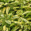 Salvia Officinalis - Icterina