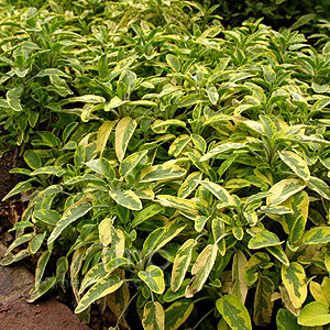 Salvia Officinalis 'Icterina' - Tricolored Sage