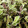 Salvia Officinalis - Tricolor