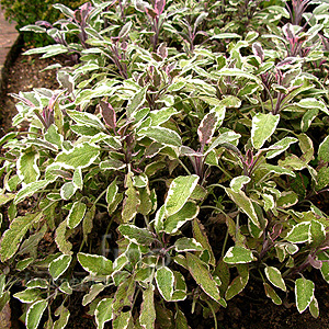 Salvia Officinalis 'Tricolor' - Variegated Sage