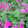 Salvia Microphylla - Pink Blush