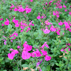 Salvia Microphylla 'Pink Blush' - Sage