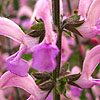 Salvia Pratensis - Lapis Lazuli