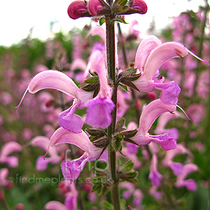 Salvia Pratensis 'Lapis Lazuli'