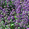 Salvia Verticillata - Purple Rain