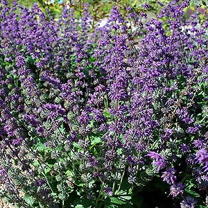 Salvia Verticillata 'Purple Rain' - Sage