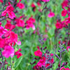 Salvia X Jamensis - Raspberry Royal