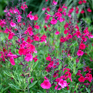 Salvia X Jamensis 'Raspberry Royal' - Salvia