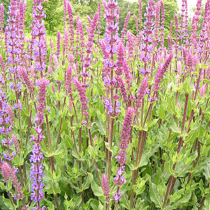 Salvia X Sylvestris 'Rugen' - Salvia