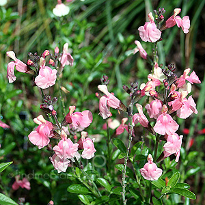 Salvia X Jamensis 'Sierra San Antonio' - Salvia