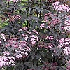 Sambucus Nigra - Guincho Purple