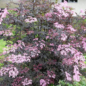 Sambucus Nigra 'Guincho Purple' - Purple Elder