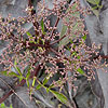 Sambucus Nigra - Black Beauty