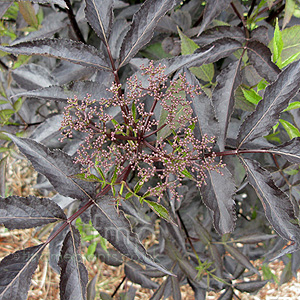 Sambucus Nigra 'Black Beauty' - Purple Elder