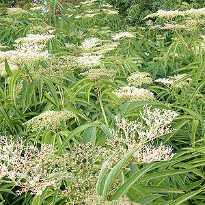 Sambucus Formosana