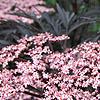 Sambucus Nigra - Eva