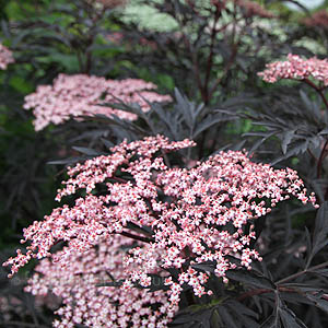 Sambucus Nigra 'Eva' - Purple Leaved Elder