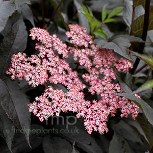 Sambucus Nigra 'Gordo'