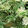 Sambucus Nigra - Variegata