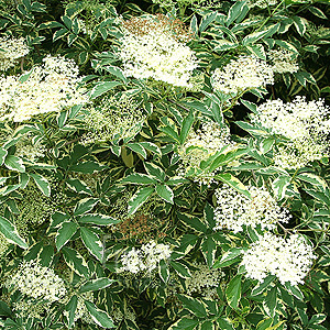 Sambucus Nigra 'Variegata' - Variegated Elder