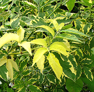 Sambucus Nigra 'Madonna' - Elder 