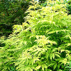 Sambucus Racemosa 'Plumosa Aurea' - Cut Leaf Elder