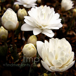 Sanguinaria Canadensis 'Multiplex'