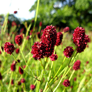 Sanguisorbia Officinalis - Sanguisorbia