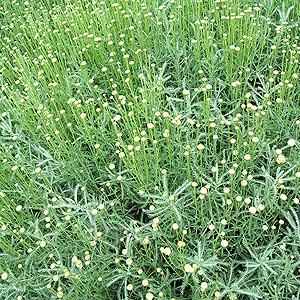 Santolina Chamaecyparissus - Coton Lavender