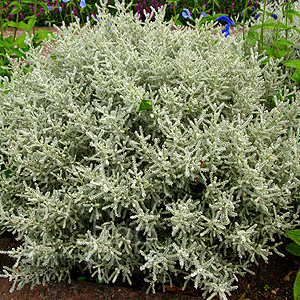 Santolina Chamaecyparissus 'Lambrook Silver' - Santolina,  Cotton Lavender