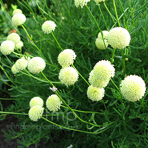 Santolina Rosmarinifolia - Santolina