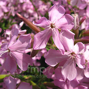 Saponaria X Lempergii 'Max Frei'