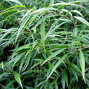 Sarcococca Saligna - Willow Leaved Sweet Box