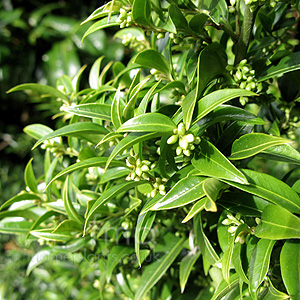 Sarcococca Ruscrifolia 'Chinensis' - Sweet Box, Sarcocca