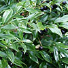 Sarcococca Confusa