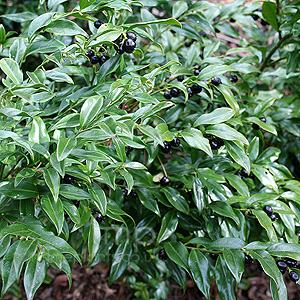 Sarcococca Confusa - Sweet Box